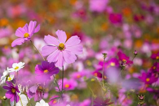 深秋の香り秋桜 深秋の香り秋桜の写真