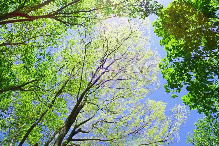 樹木と空 木漏れ日,木洩れ日,樹木の写真素材
