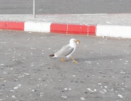 魚の頭をくわえて歩くカモメ、モロッコにて 魚の頭をくわえて歩くカモメ、モロッコにての写真