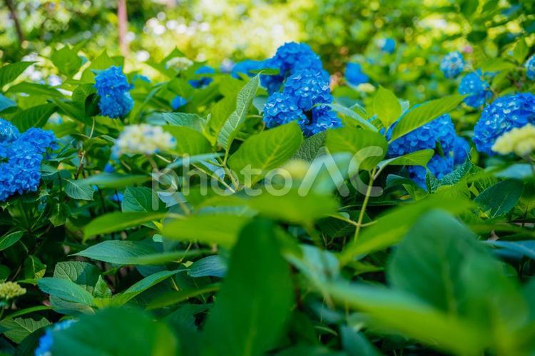 小平あじさい公園の青の紫陽花 日本,あじさい,東京の写真素材