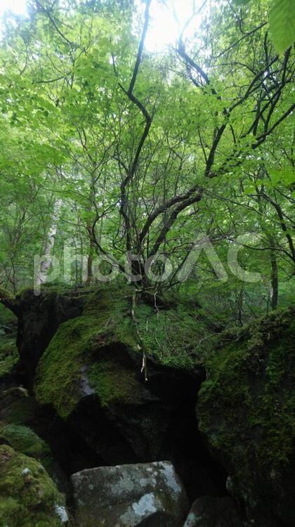 生命の樹 生命,森,癒しの写真素材