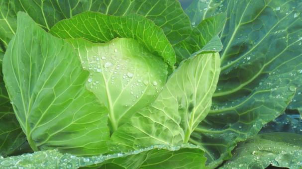 キャベツ キャベツ,野菜,新鮮の写真素材