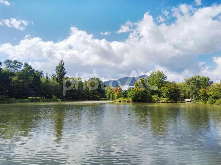 中島公園の菖蒲池と藻岩山 菖蒲池,中島公園,札幌の写真素材