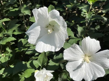 むくげの花 むくげの花 花,植物,ムクゲの写真素材