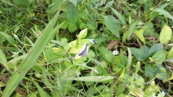 庭に来た蝶 庭に来た蝶 蝶,ちょう,チョウの写真素材