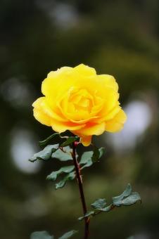 オータムローズの9 オータムローズの9 花,薔薇,バラの写真素材
