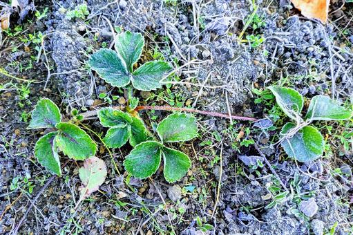 霜に覆われた苺苗 苺の苗,霜,冬の朝の写真素材