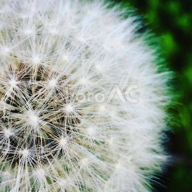 綿毛の宇宙 タンポポ,綿毛,花の写真素材