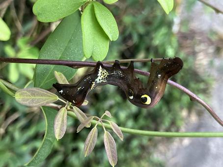 アケビコノハの幼虫 春,グリーン,幼虫の写真素材