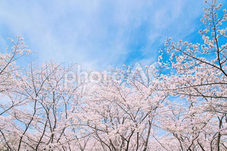 青空に咲き誇る満開のサクラ 桜,桜並木,ソメイヨシノの写真素材