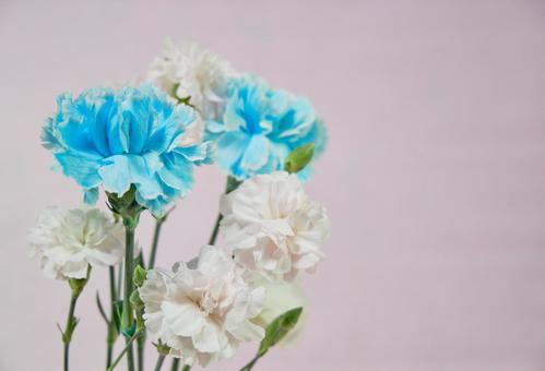 水色と淡いピンクの綺麗なカーネーション 背景,カーネーション,花びらの写真素材