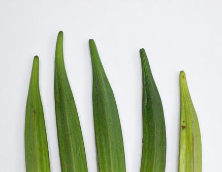 野菜 オクラ 2 野菜 オクラ 2の写真
