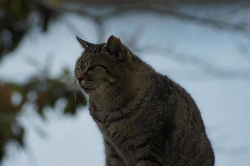 ねこ ねこの写真