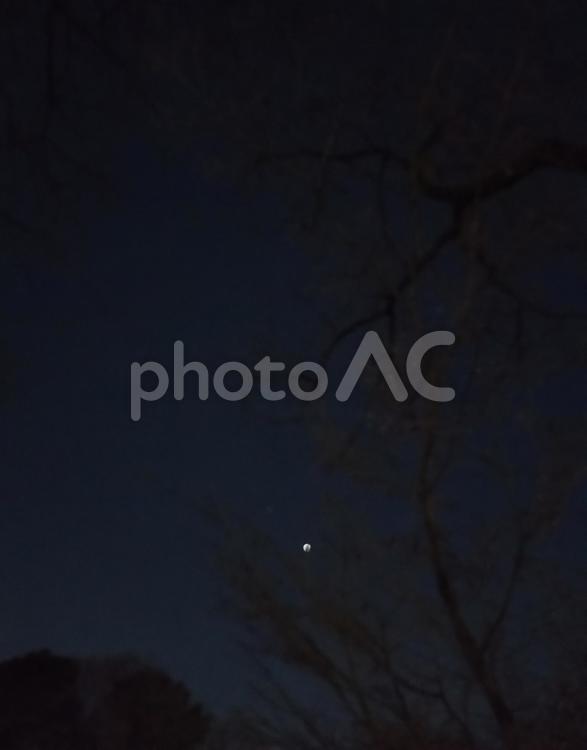 夜の森から見える星空 夜空,空,夜の空の写真素材