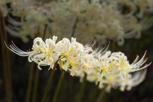 佐賀-【江里山の棚田の彼岸花】 佐賀-【江里山の棚田の彼岸花】 佐賀,江里山,棚田の写真素材