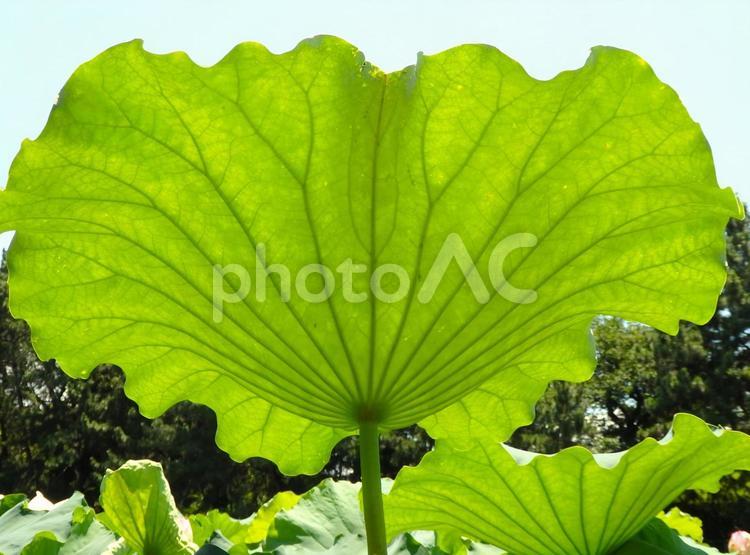 存在感のあるハスの葉 葉,蓮の葉,緑の写真素材