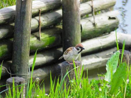 水辺の杭の上に佇むスズメ 水辺の杭の上に佇むスズメ スズメ,野鳥,生物の写真素材