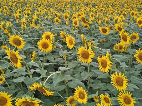 8月のひまわり畑 8月のひまわり畑 ひまわり,ヒマワリ,畑の写真素材
