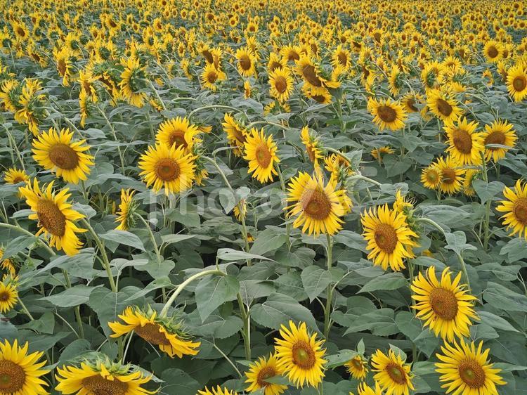 8月のひまわり畑 ひまわり,ヒマワリ,畑の写真素材