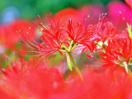 真っ赤な彼岸花 真っ赤な彼岸花 ヒガンバナ,彼岸花,花の写真素材