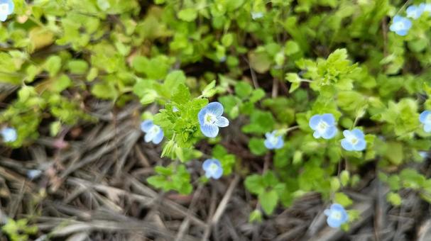 雑草もきれいでかわいい花を咲かせる 雑草もきれいでかわいい花を咲かせるの写真