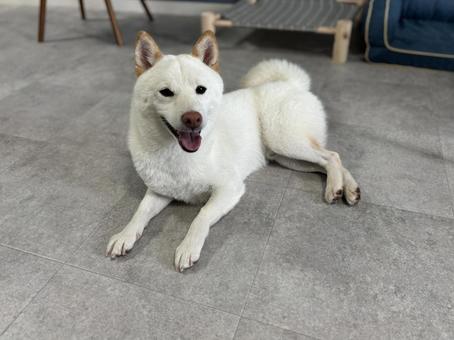 白柴の笑顔 白柴の笑顔 犬,柴,柴犬の写真素材