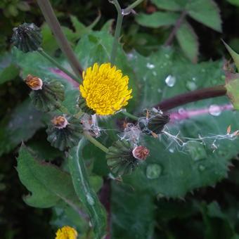 野に咲くノゲシの花　雨上がりの葉 花壇,自然,ナチュラルガーデンの写真素材