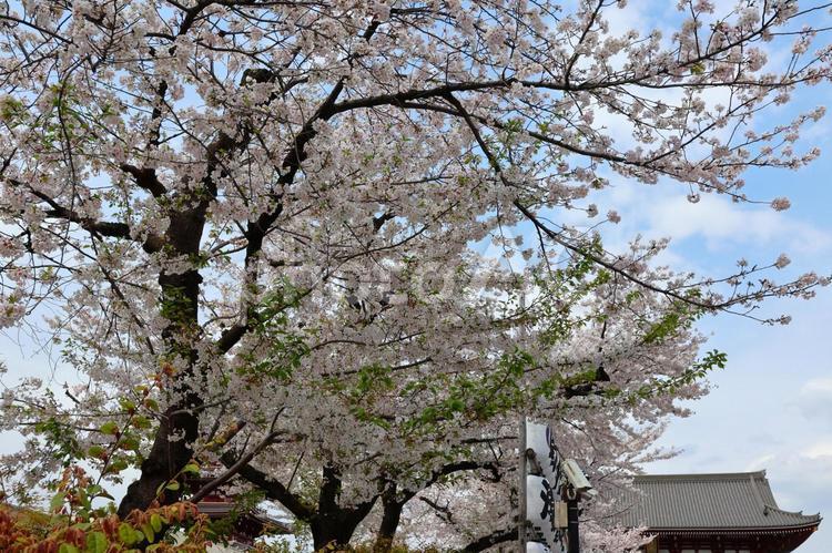 ４月上旬の東京浅草浅草寺の桜の風景 背景,桜,花の写真素材