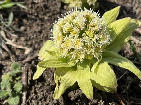 ふきのとう、一つ左向き ふきのとう,フキ,蕗の写真素材