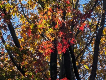 紅葉 紅葉,秋,自然の写真素材