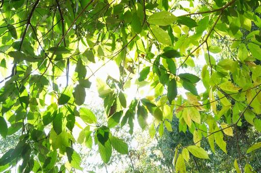 緑の葉に覆われた木陰 森,季節,公園の写真素材