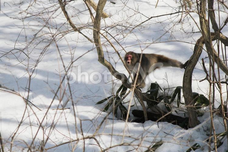 下の方に向かって飛び込むような姿の野生の猿（秋田県八峰町） サル,猿,さるの写真素材