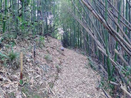 竹林と山道 竹林と山道 竹,緑,植物の写真素材