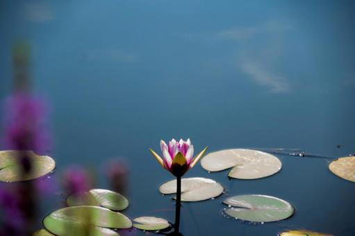 静かな水面に咲く睡蓮と紫色の花 静かな水面に咲く睡蓮と紫色の花の写真