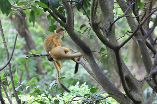 リスザル(ボリビアリスザル) リスザル(ボリビアリスザル)の写真