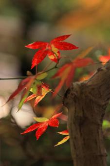 ひそかに秋を演出する紅葉 ひそかに秋を演出する紅葉の写真