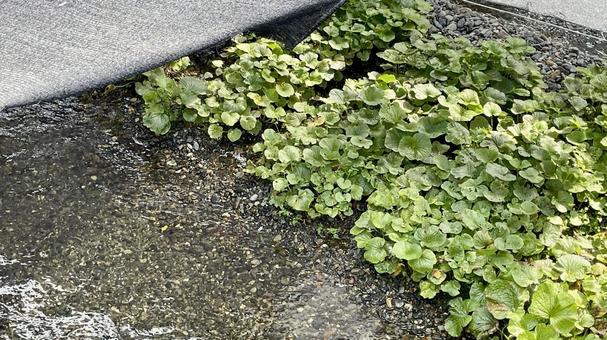 植物NM45 植物NM45 わさび,ワサビ,山葵の写真素材