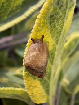 セージの葉を歩くオカモノアラガイ 01 オカモノアラガイ,陸生貝,かたつむりの写真素材