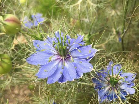 植物 ニゲラの花 植物 ニゲラの花の写真