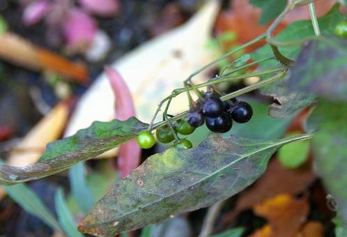 アメリカイヌホオズキ アメリカイヌホオズキ,亜米利加犬酸漿,solanumの写真素材