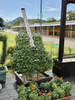 武生中央公園　噴水のそばのトピアリー 色鮮やか,菊,ガーベラの写真素材