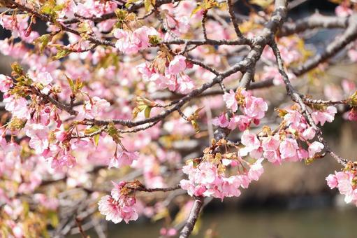 春を告げる河津桜 河津桜,桜,春の写真素材