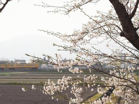 桜の木と三岐鉄道 桜,電車,三岐鉄道の写真素材