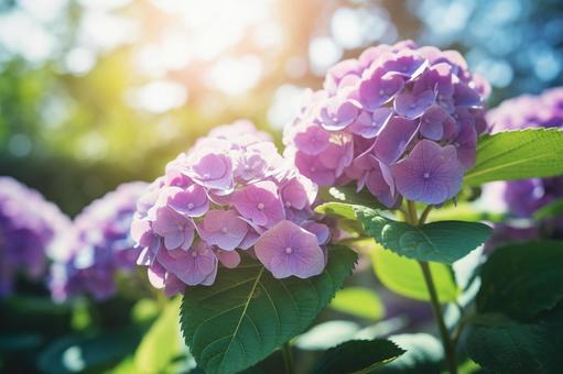 初夏に咲く色鮮やかな紫陽花 初夏に咲く色鮮やかな紫陽花の写真