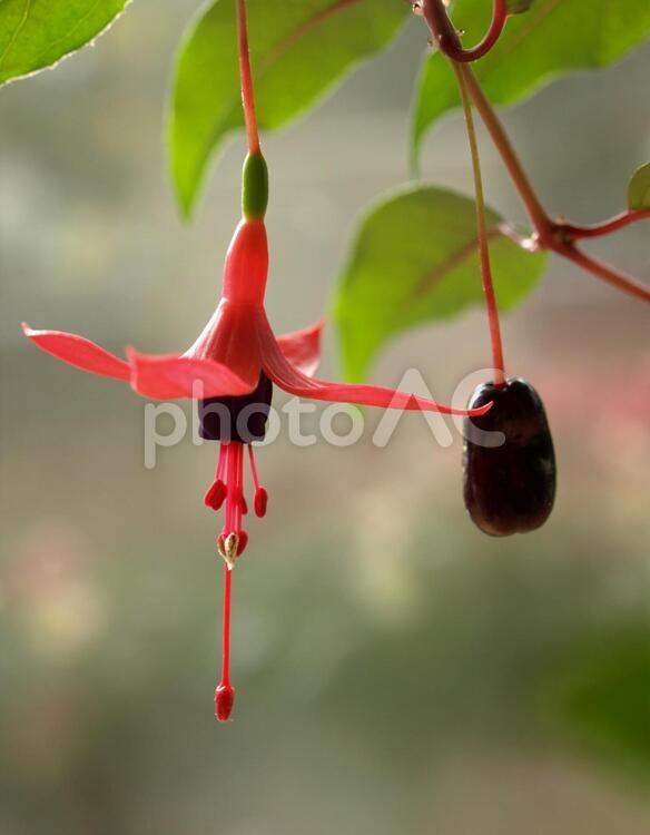 フクシアの花と種、ホクシア ホクシア,フクシア,種の写真素材