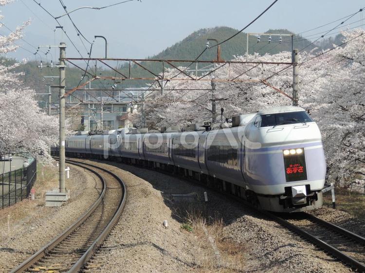 Ｅ351系スーパーあずさ×桜 e351系,スーパーあずさ号,特急列車の写真素材