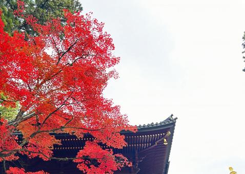 東寺の五重塔と紅葉 紅葉,秋,寺の写真素材