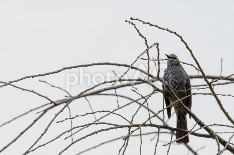 枯れ枝にとまるヒヨドリ ヒヨドリ,鳥,枯れ枝の写真素材