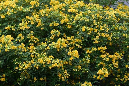 センナ センナ,花,黄色の写真素材