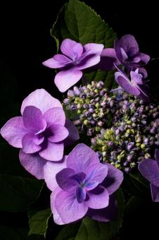 紫陽花 紫陽花の写真